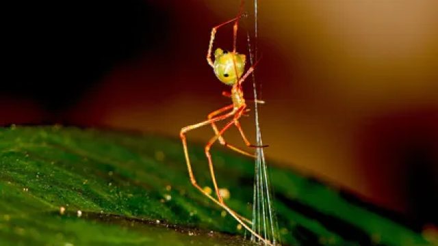 Revolutionary Spider Web Design Captivates Scientists and Nature Enthusiasts | free holdem poker no 