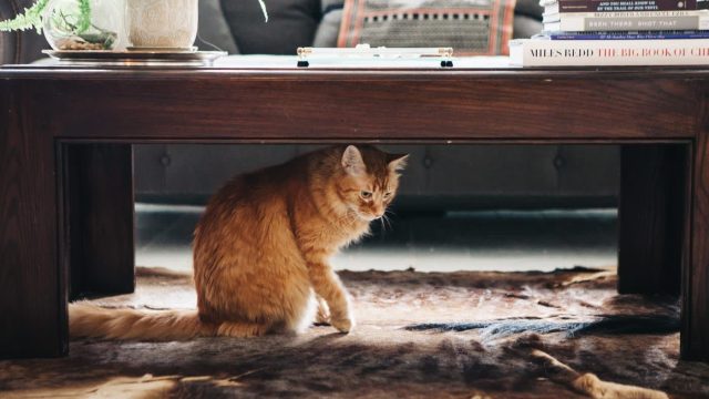 Transforming Cat Care: Top Stylish Litter Box Solutions for Modern Homes