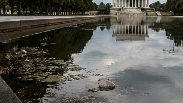 Reflecting Pool Controversy: New Concerns Over Vandalism and Wildlife Safety | gem slot online, plus