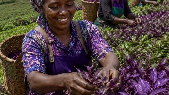 Kenyan Farmers Embrace Innovative Purple Tea for Profit Growth | jadwal bola tgl 3, neng4d vip, haya