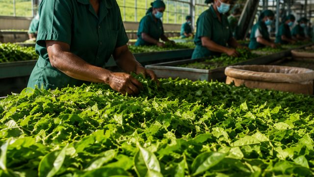 Suryodaya Tea Factories Set to Reopen Amid Export Agreement | cara main game rolet, indogame88, pans